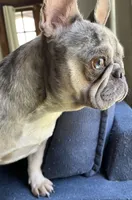 AKC Reg Esther, a female French Bulldog for sale in Ashburnham, MA – Photo 5 of 6