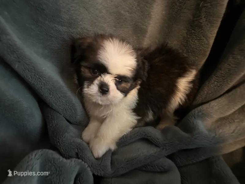 Nemo – Shih Tzu puppy for sale in Ashburnham, MA