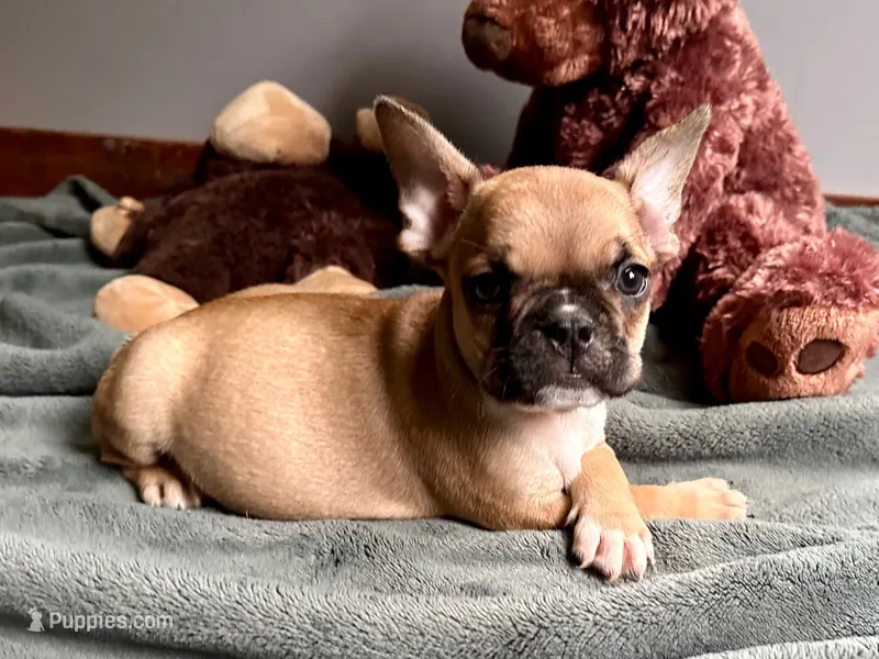 AKC Oakley – French Bulldog puppy for sale in Ashburnham, MA