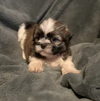 Bailey , a male Shih Tzu for sale in Ashburnham, MA – 2 of 7