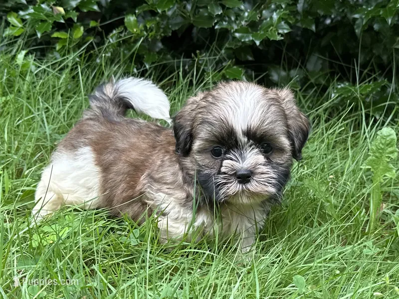 Bailey  – Shih Tzu puppy for sale in Ashburnham, MA