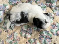 Daisy , a female Shih Tzu for sale in Ashburnham, MA – 3 of 4