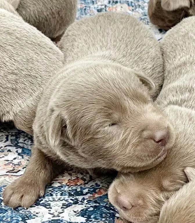 Lexie – Labrador Retriever puppy for sale in Ashburnham, MA