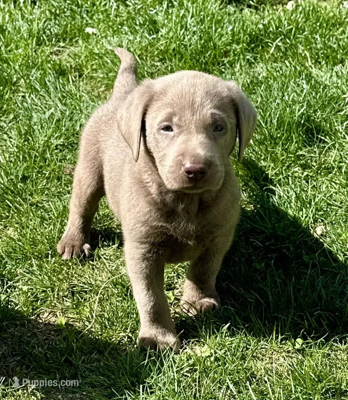 Maverick  – Labrador Retriever puppy for sale in Ashburnham, MA