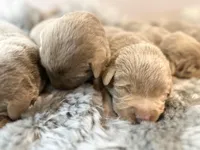 Maverick , a male Labrador Retriever for sale in Ashburnham, MA – Photo 2 of 4