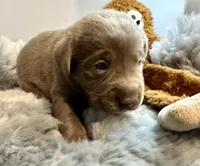 Maverick , a male Labrador Retriever for sale in Ashburnham, MA – Photo 2 of 2
