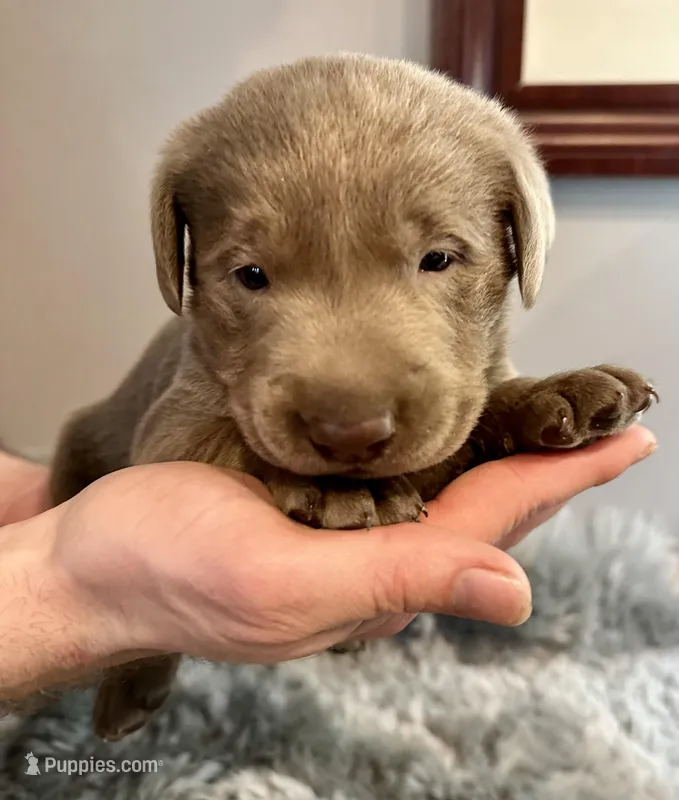Maverick  – Labrador Retriever puppy for sale in Ashburnham, MA
