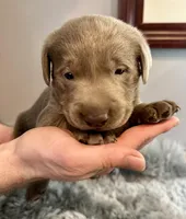 Maverick , a male Labrador Retriever for sale in Ashburnham, MA – Photo 1 of 2