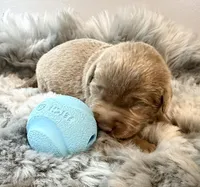 Maverick , a male Labrador Retriever for sale in Ashburnham, MA – Photo 3 of 4