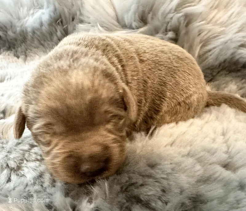 Maverick  – Labrador Retriever puppy for sale in Ashburnham, MA