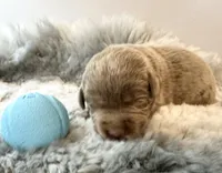 Maverick , a male Labrador Retriever for sale in Ashburnham, MA – Photo 4 of 4