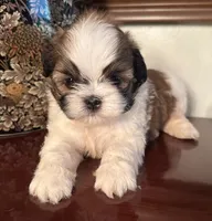 Mr Huggable , a male Shih Tzu for sale in Ashburnham, MA – 2 of 7