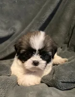 Kevin, a male Shih Tzu for sale in Ashburnham, MA – 5 of 7