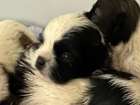 Luke, a male Shih Tzu for sale in Ashburnham, MA – 1 of 2