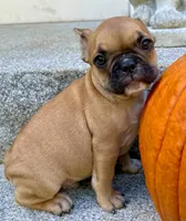 AKC Oakley, a male French Bulldog for sale in Ashburnham, MA – 2 of 6