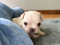 AKC Cooper, a male French Bulldog for sale in Ashburnham, MA – 7 of 7