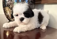 Ms. Sassafras, a female Shih Tzu for sale in Ashburnham, MA – 4 of 4