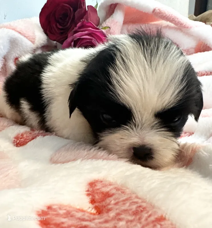 Luke – Shih Tzu puppy for sale in Ashburnham, MA