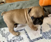 AKC Oakley, a male French Bulldog for sale in Ashburnham, MA – 4 of 9