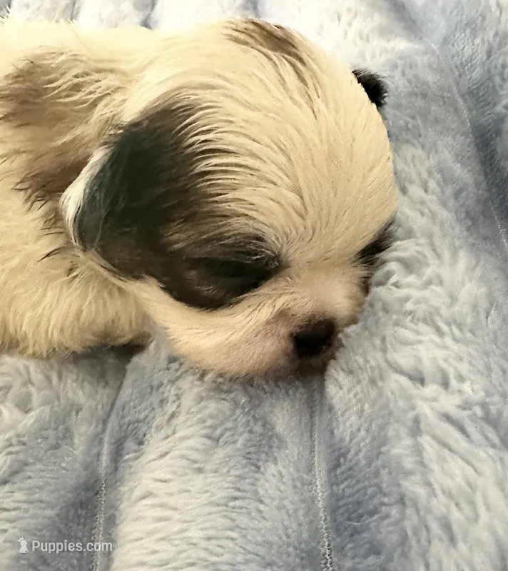 Kayla – Shih Tzu puppy for sale in Ashburnham, MA