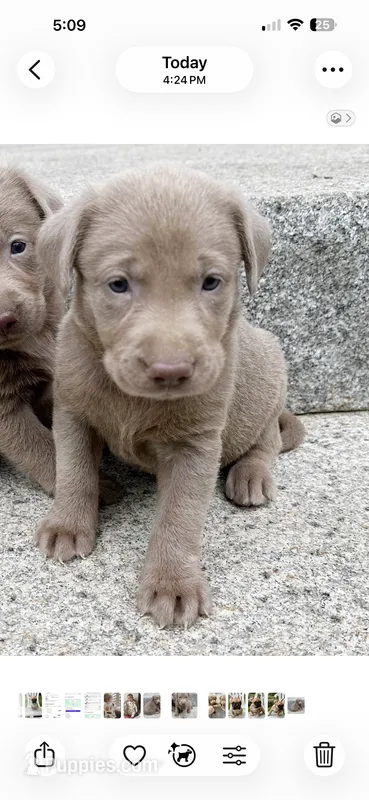 Lexie – Labrador Retriever puppy for sale in Ashburnham, MA