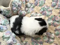 Henry , a male Shih Tzu for sale in Ashburnham, MA – 2 of 3