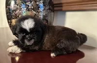 Ms. Tabitha, a female Shih Tzu for sale in Ashburnham, MA – 4 of 6