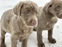 Journey , a female Labrador Retriever for sale in Ashburnham, MA – Photo 2 of 2