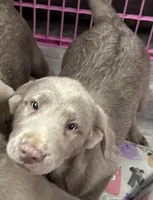 Winnie, a male Labrador Retriever for sale in Ashburnham, MA – Photo 2 of 2