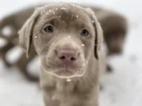 Journey , a female Labrador Retriever for sale in Ashburnham, MA – Photo 1 of 2