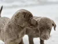 processed/1b025c33-1021-433c-a5cc-a369a5272982/listing/32c3bfe9-7490-421b-af02-16446f53de1c/f51803b8-df50-43e5-ad0e-9f37558e7fa8