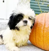 Coco , a female Shih Tzu for sale in Ashburnham, MA – 3 of 4