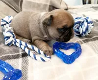 Oakley, a male French Bulldog for sale in Ashburnham, MA – 7 of 9