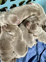 Silver bullet, a male Labrador Retriever for sale in Ashburnham, MA – Photo 1 of 5