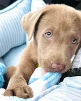 Silver bullet, a male Labrador Retriever for sale in Ashburnham, MA – Photo 3 of 5