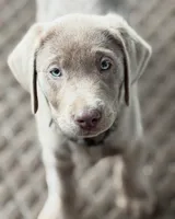 Silver bullet, a male Labrador Retriever for sale in Ashburnham, MA – Photo 4 of 5