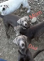 Silver bullet, a male Labrador Retriever for sale in Ashburnham, MA – Photo 2 of 5