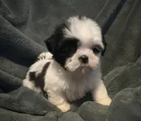 Coco, a female Shih Tzu for sale in Ashburnham, MA – 2 of 4