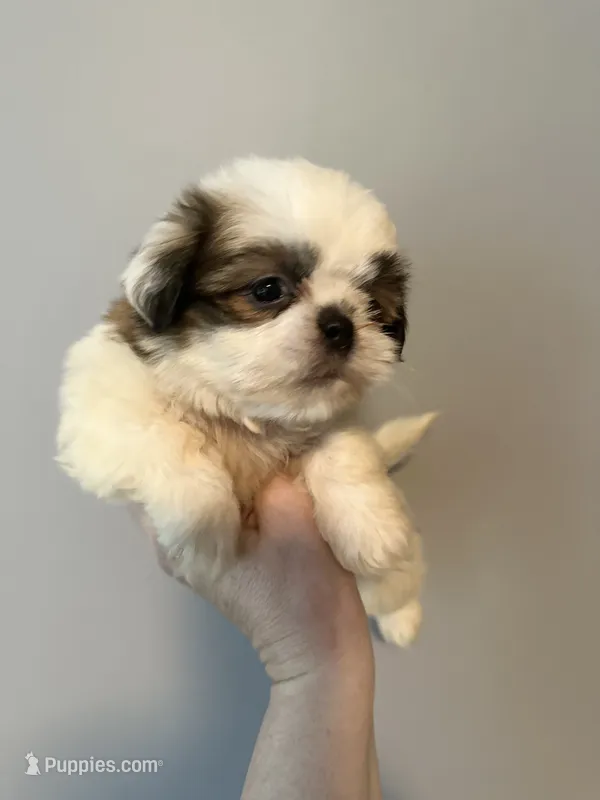 Clair – Shih Tzu puppy for sale in Ashburnham, MA
