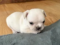 AKC Cooper, a male French Bulldog for sale in Ashburnham, MA – 4 of 7