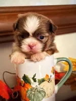 Ms. Latte tea cup, a female Shih Tzu for sale in Ashburnham, MA – 6 of 7