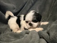 Duke, a male Shih Tzu for sale in Ashburnham, MA – 4 of 6