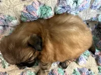Jamie , a male Shih Tzu for sale in Ashburnham, MA – 4 of 6