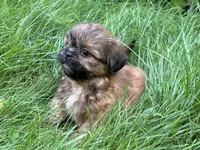 Jamie , a male Shih Tzu for sale in Ashburnham, MA – 3 of 6