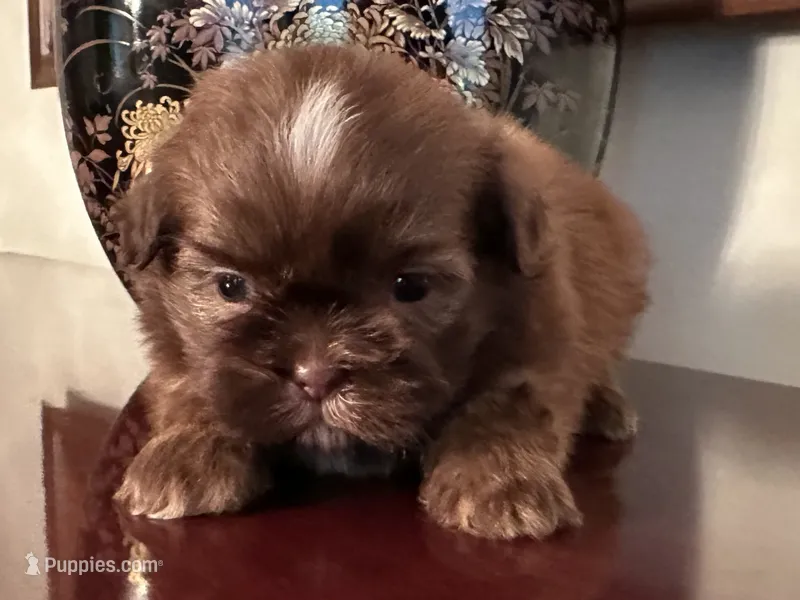 Mr Velveteen  – Shih Tzu puppy for sale in Ashburnham, MA