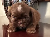 Mr Velveteen , a male Shih Tzu for sale in Ashburnham, MA – 1 of 5