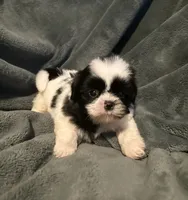 Benny, a male Shih Tzu for sale in Ashburnham, MA – 6 of 6