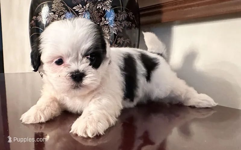 Mr.  Fletcher – Shih Tzu puppy for sale in Ashburnham, MA