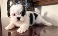 Mr.  Fletcher, a male Shih Tzu for sale in Ashburnham, MA – 1 of 6