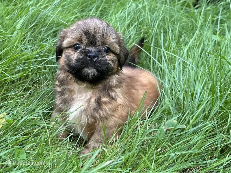 Jamie  – Shih Tzu puppy for sale in Ashburnham, MA